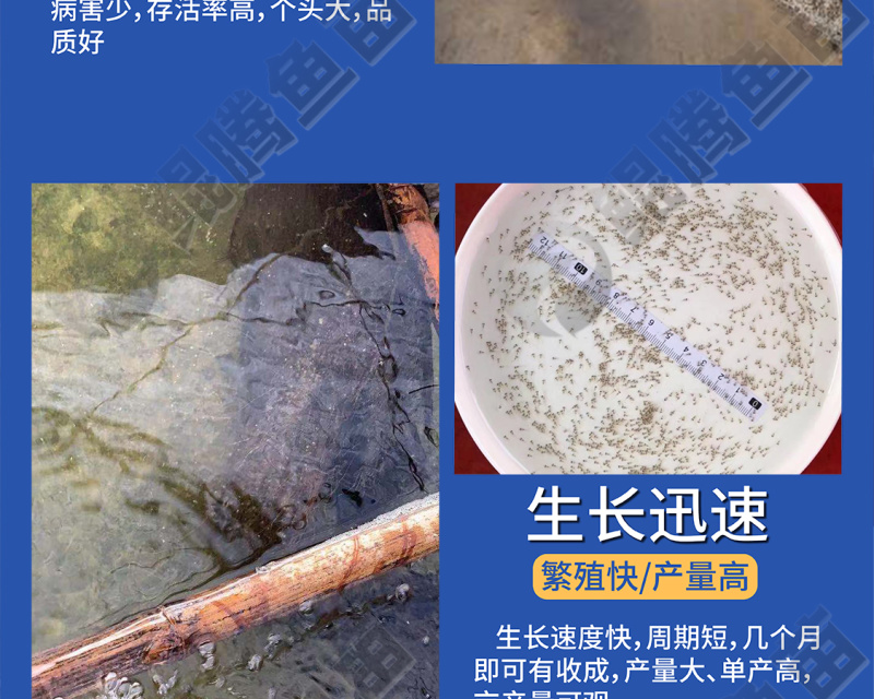 加州鲈鱼水花苗大口黑鲈水花苗产地直销百万现货