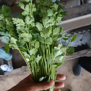 河北香菜铁杆青香菜根粗叶绿质量保证产地直发