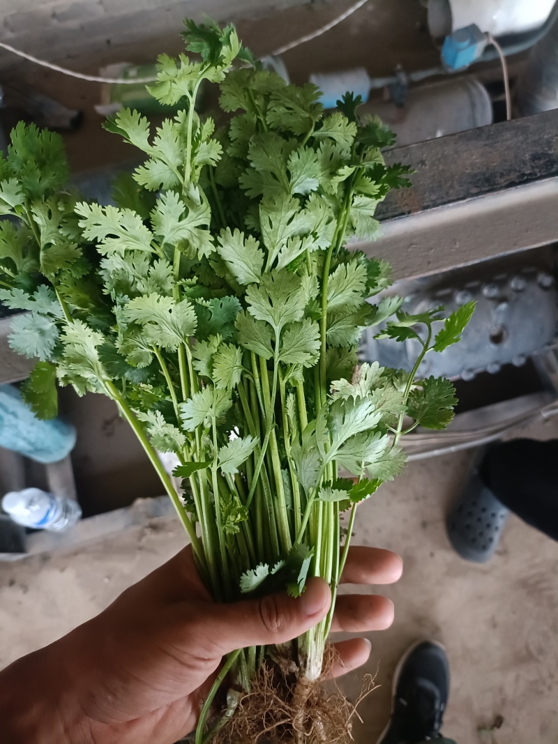 河北香菜铁杆青香菜根粗叶绿质量保证产地直发