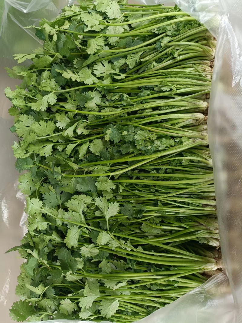 河北香菜铁杆青香菜根粗叶绿质量保证产地直发