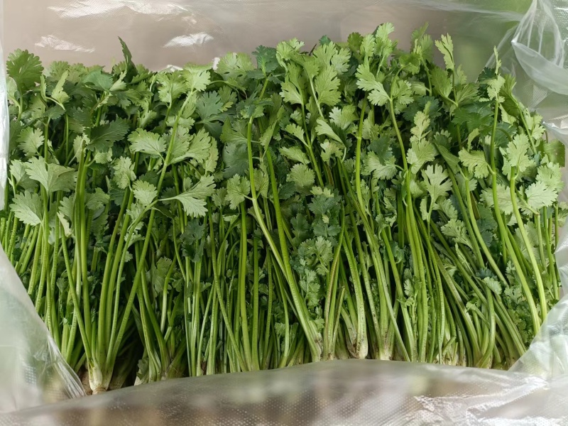 河北香菜铁杆青香菜根粗叶绿质量保证产地直发