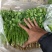 河北香菜铁杆青香菜根粗叶绿质量保证产地直发
