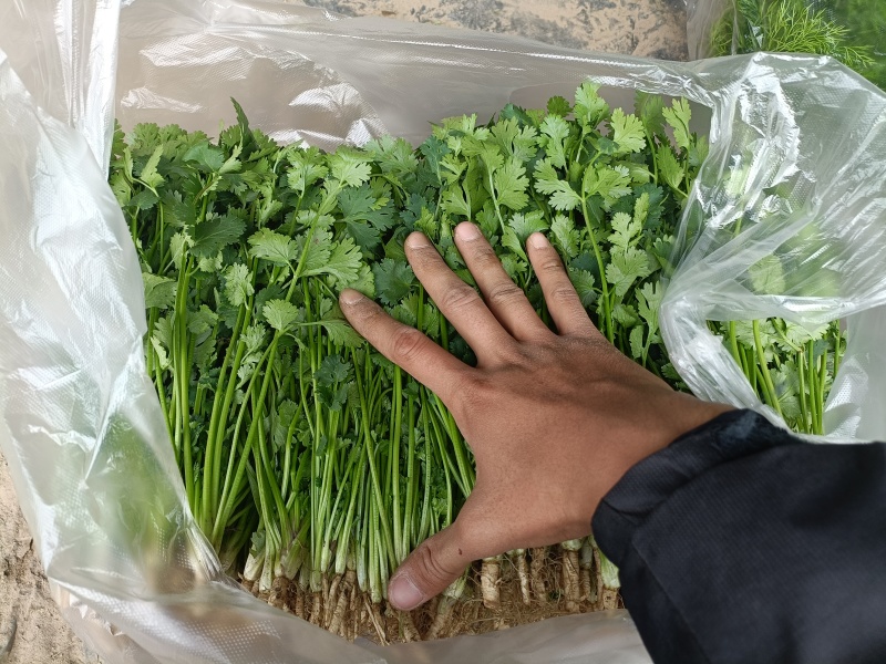 河北香菜铁杆青香菜根粗叶绿质量保证产地直发