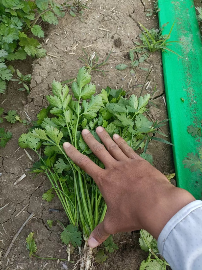 河北香菜铁杆青香菜根粗叶绿质量保证产地直发