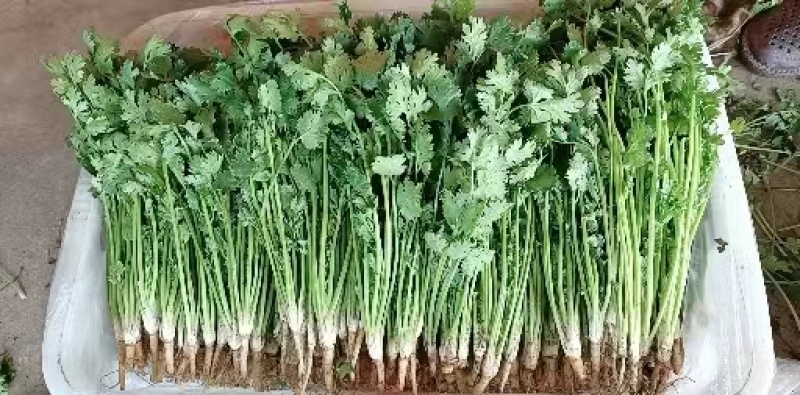 河北香菜铁杆青香菜根粗叶绿质量保证产地直发