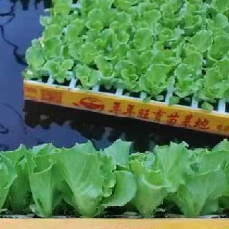 意大利生菜苗基地支持培育各种绿叶蔬菜量大从优品质好
