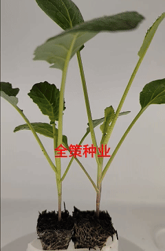 牛心甘蓝苗，苗清秀，无病，根系发达，大量现货!