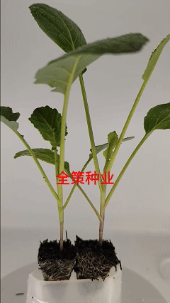 牛心甘蓝苗，苗清秀，无病，根系发达，大量现货!