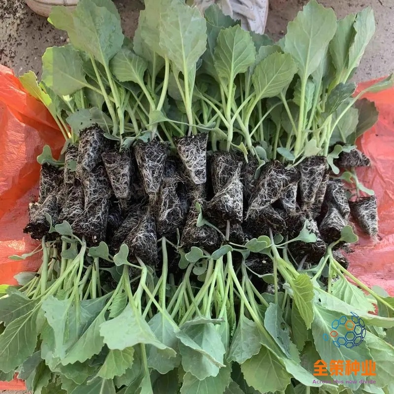 牛心甘蓝苗，苗清秀，无病，根系发达，大量现货!