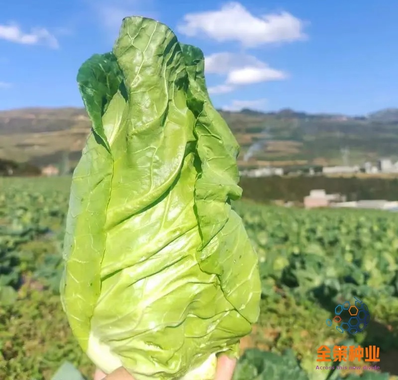 牛心甘蓝苗，苗清秀，无病，根系发达，大量现货!