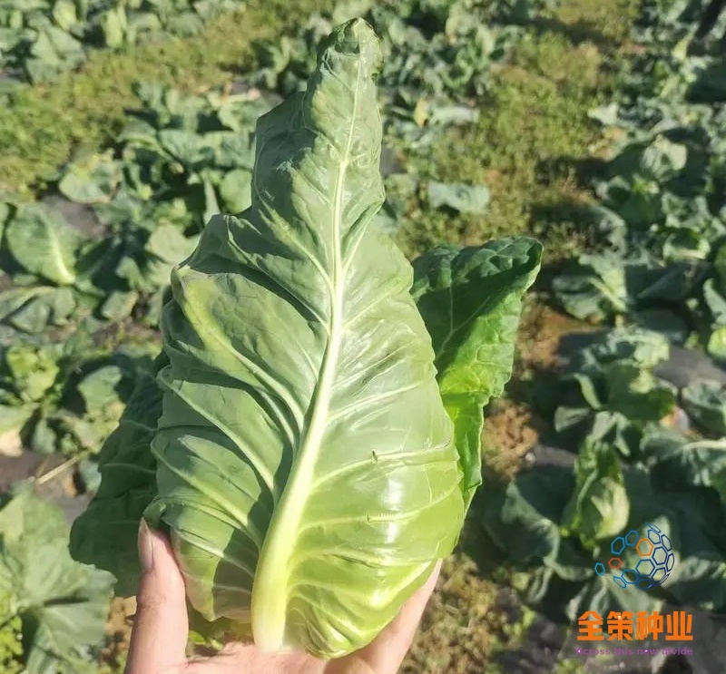牛心甘蓝苗，苗清秀，无病，根系发达，大量现货!