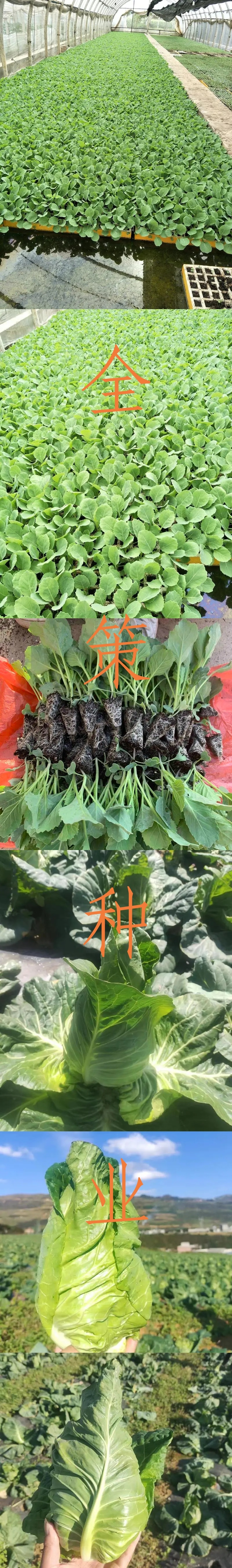 牛心甘蓝苗，苗清秀，无病，根系发达，大量现货!