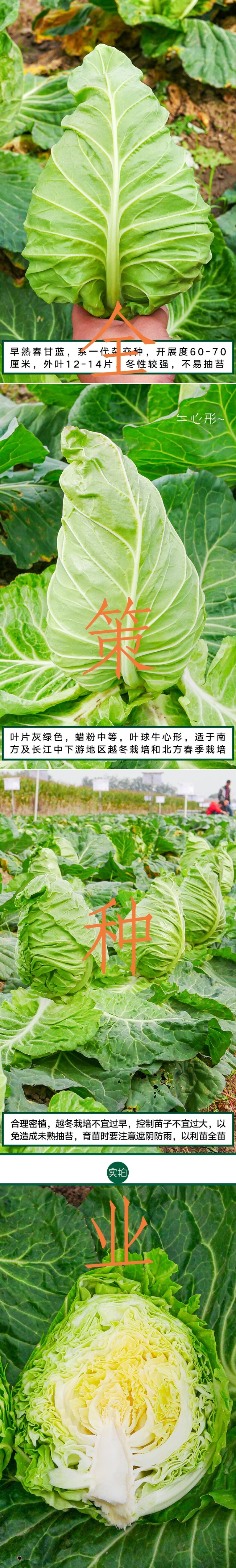 牛心甘蓝苗，苗清秀，无病，根系发达，大量现货!