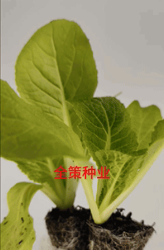 大白菜苗东阳50德高117、现货基地直供