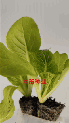 大白菜苗东阳50德高117、现货基地直供