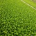 大白菜苗东阳50德高117、现货基地直供