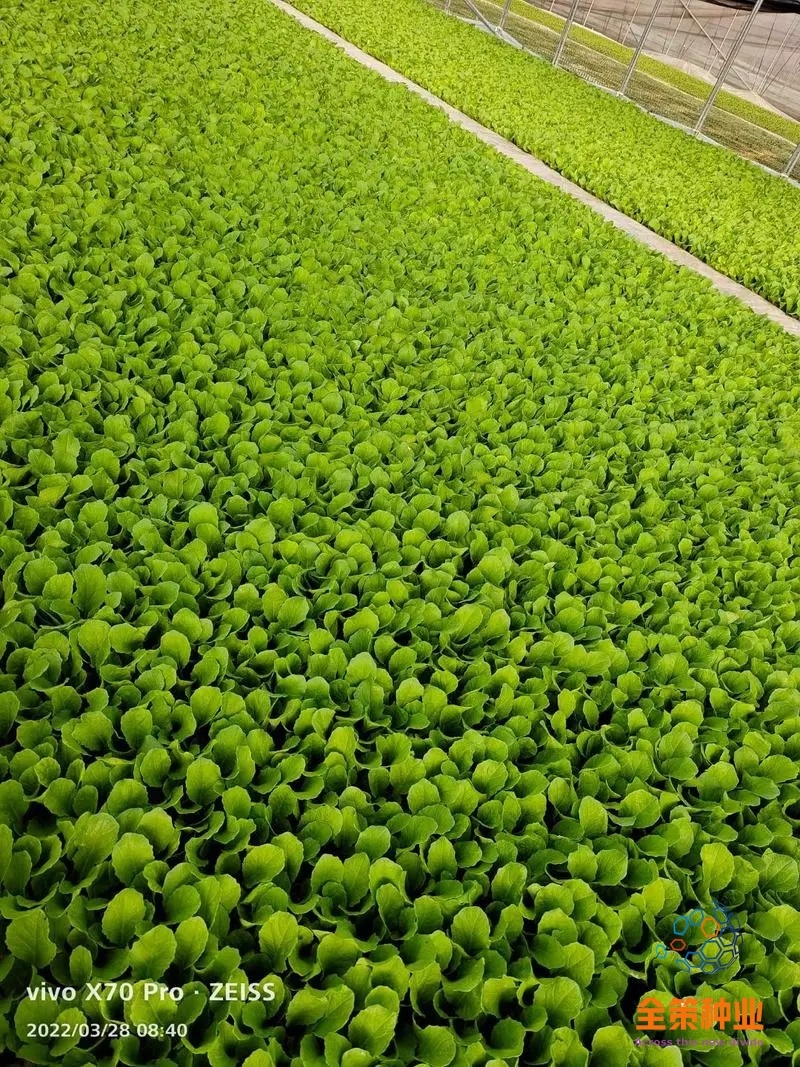 大白菜苗东阳50德高117、现货基地直供