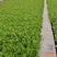 大白菜苗东阳50德高117、现货基地直供