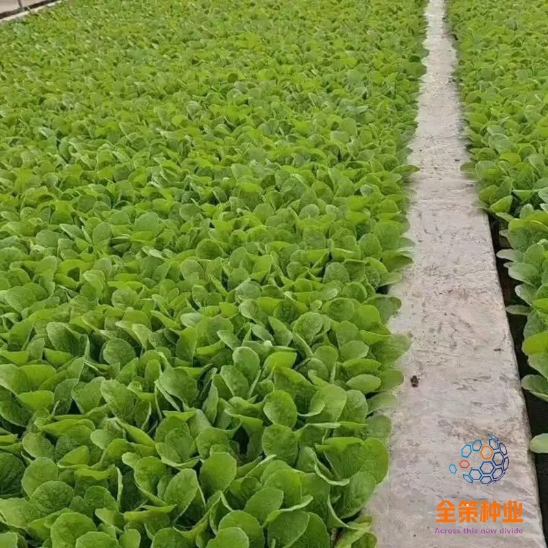 大白菜苗东阳50德高117、现货基地直供
