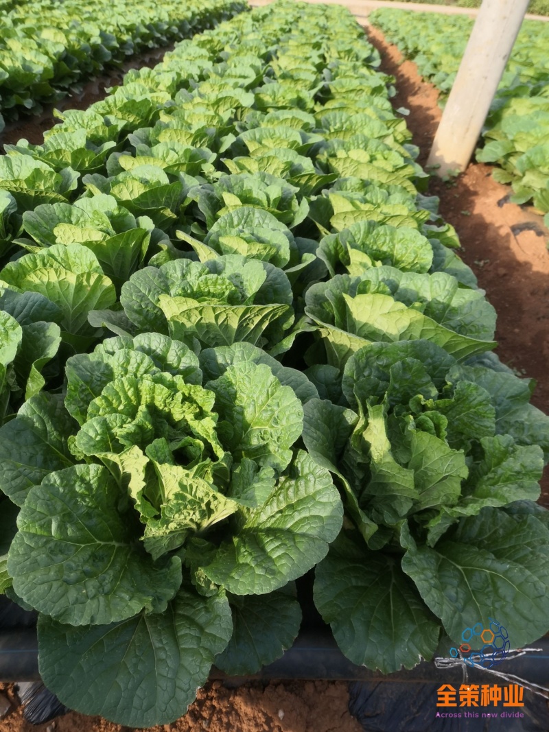 大白菜苗东阳50德高117、现货基地直供