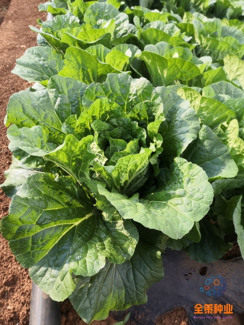大白菜苗东阳50德高117、现货基地直供