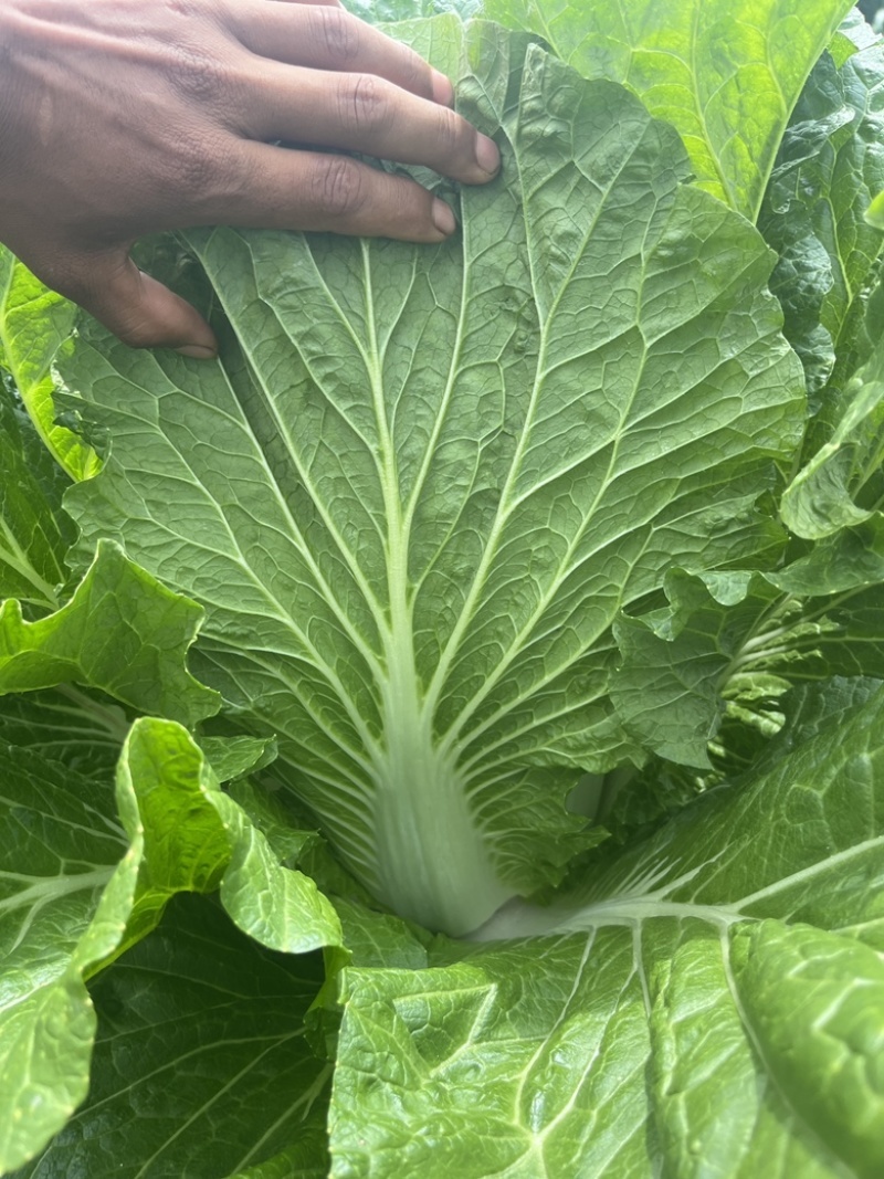大白菜苗东阳50德高117、现货基地直供