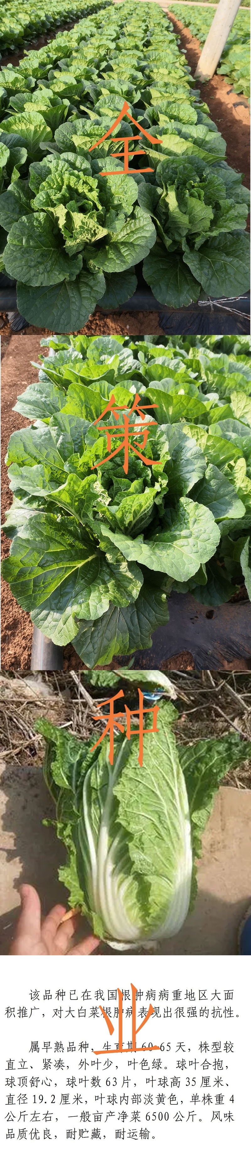 大白菜苗东阳50德高117、现货基地直供