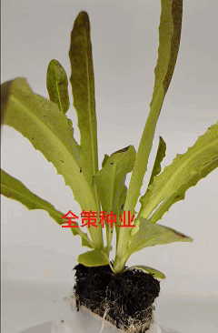 莴笋苗，带土发货，紫叶莴笋，根系发达成活率高耐热，高产