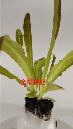 莴笋苗，带土发货，紫叶莴笋，根系发达成活率高耐热，高产