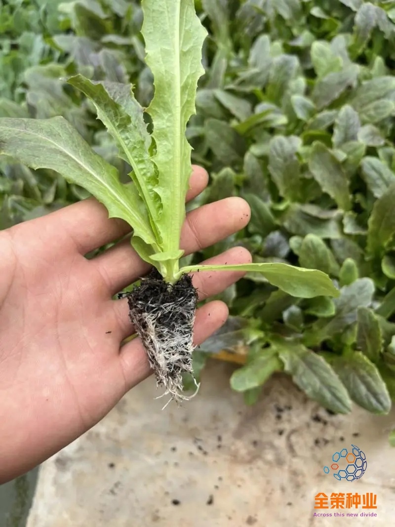 莴笋苗，带土发货，紫叶莴笋，根系发达成活率高耐热，高产