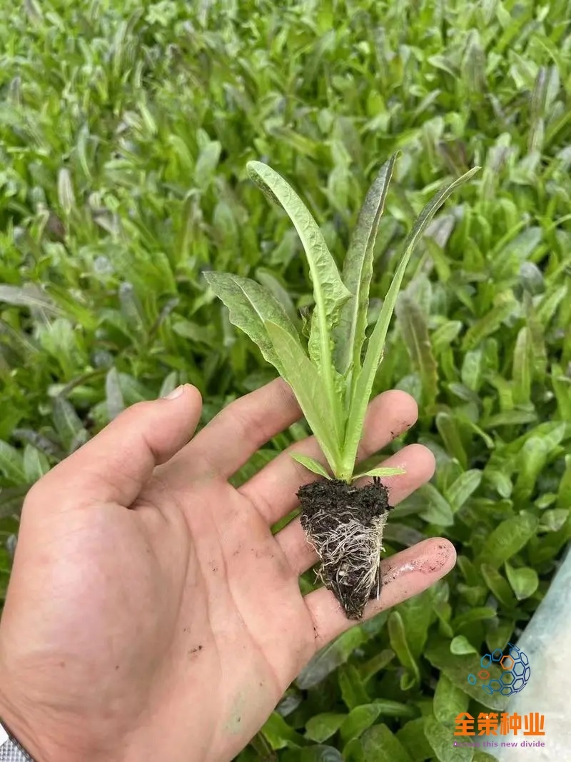 莴笋苗，带土发货，紫叶莴笋，根系发达成活率高耐热，高产