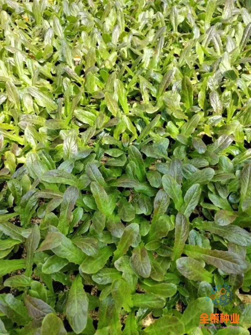 莴笋苗，带土发货，紫叶莴笋，根系发达成活率高耐热，高产