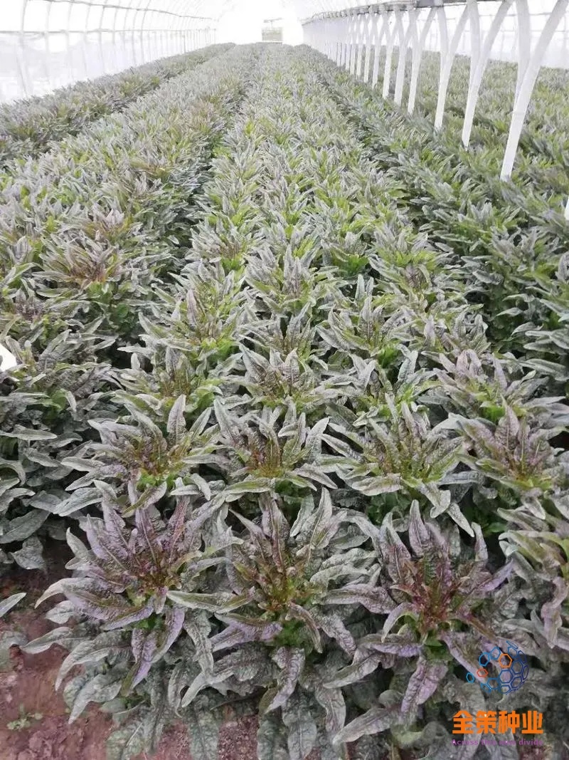 莴笋苗，带土发货，紫叶莴笋，根系发达成活率高耐热，高产