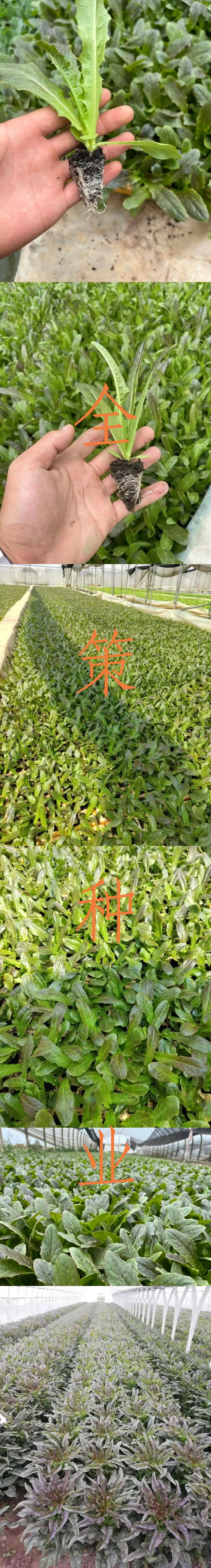 莴笋苗，带土发货，紫叶莴笋，根系发达成活率高耐热，高产