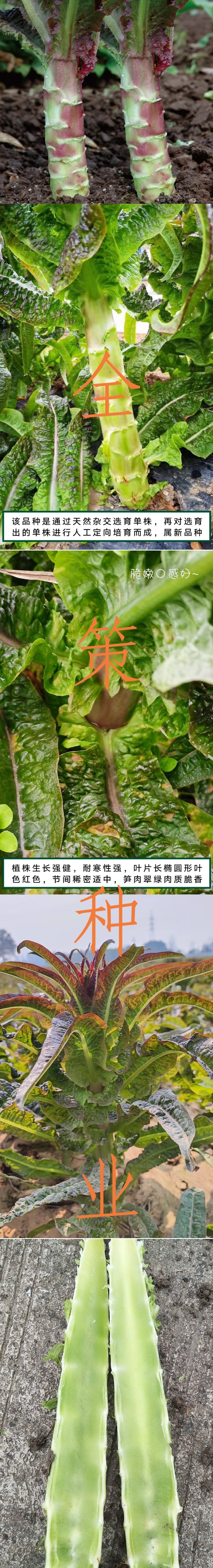 莴笋苗，带土发货，紫叶莴笋，根系发达成活率高耐热，高产