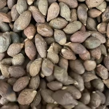 胖大海中药材散装批发胖大海长果原果花果茶优质大海子