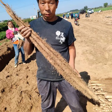 河北铁棍山药商超精品铁杆山药专业种植货源充足市场团购档口