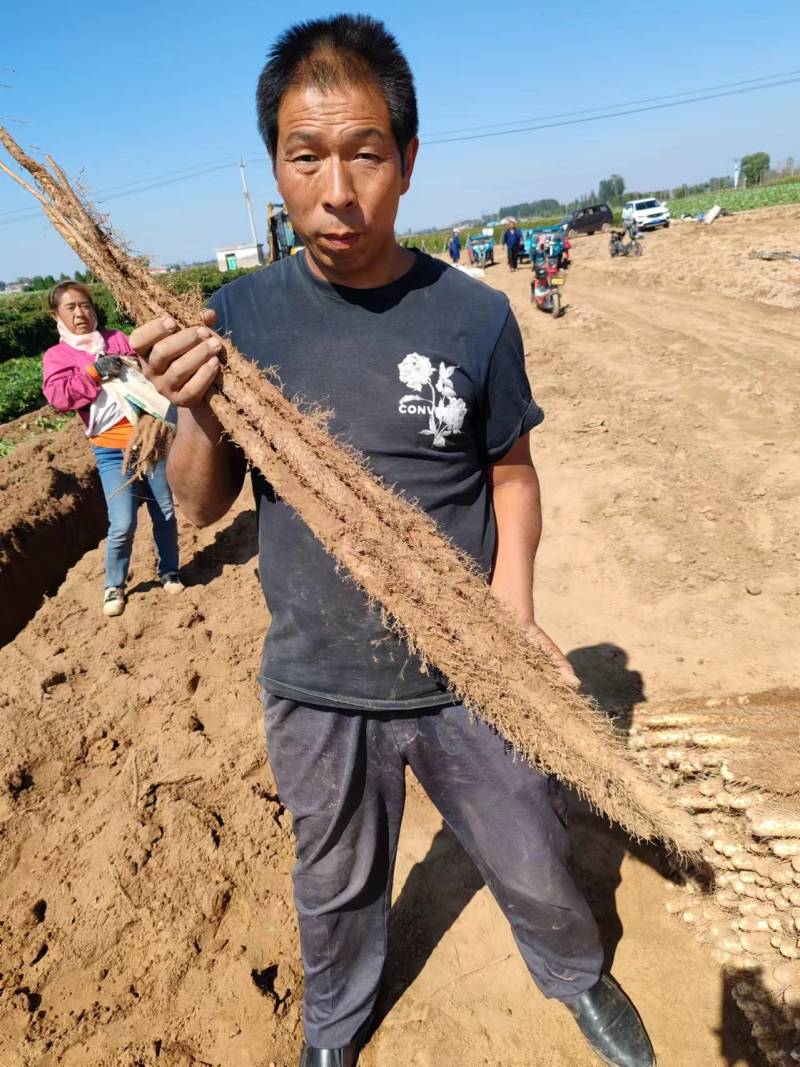 河北铁棍山药商超精品铁杆山药专业种植货源充足市场团购档口