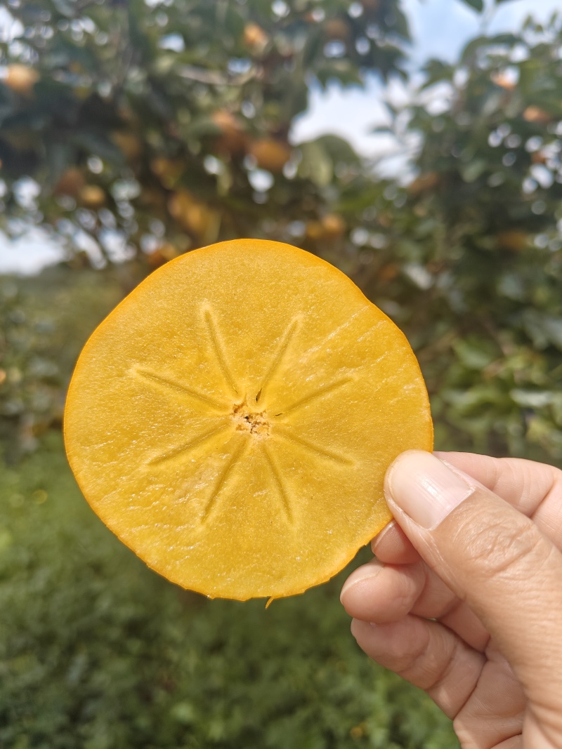 柿子大量上市脆甜多汁自己基地种植现摘现发欢迎来电