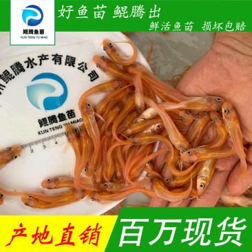 叉尾鮰鱼苗稀有红叉尾正品保证百万现货鲲腾好苗