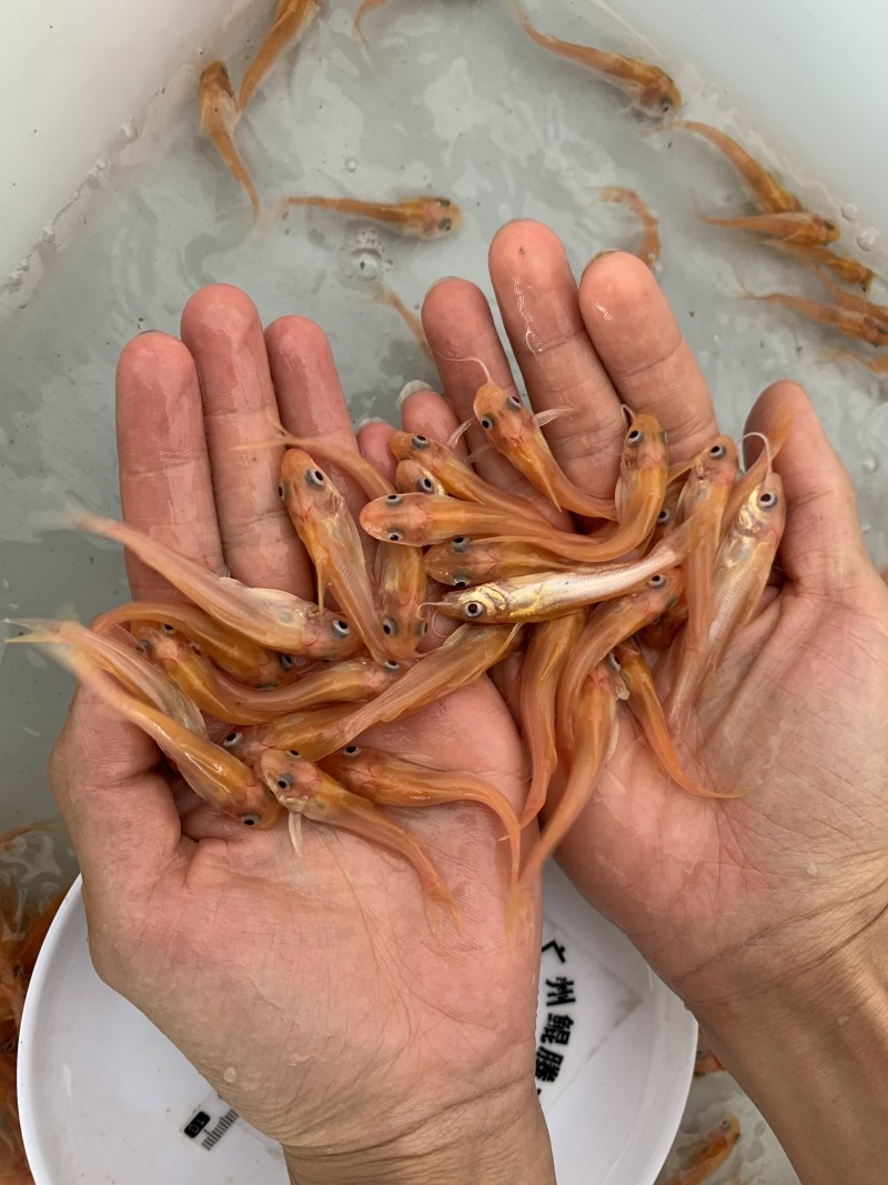叉尾鮰鱼苗稀有红叉尾正品保证百万现货鲲腾好苗