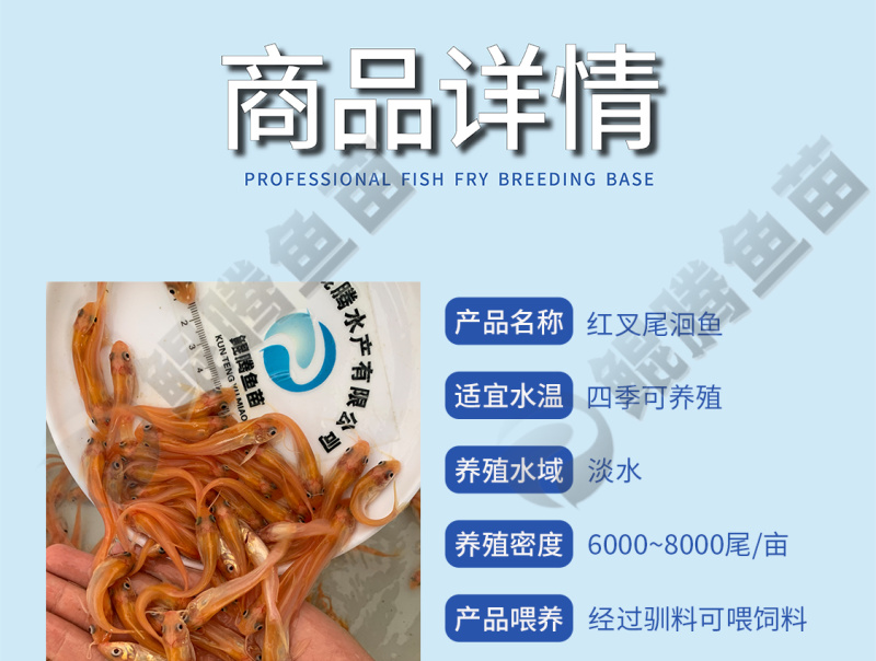 叉尾鮰鱼苗稀有红叉尾正品保证百万现货鲲腾好苗