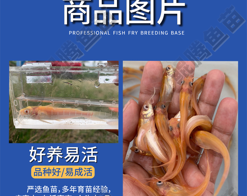 叉尾鮰鱼苗稀有红叉尾正品保证百万现货鲲腾好苗