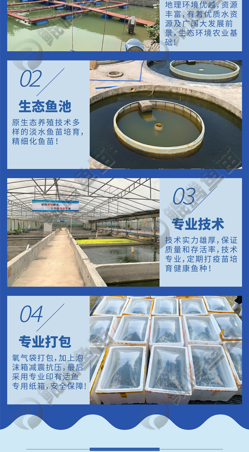 叉尾鮰鱼苗红叉尾鮰鱼苗正品保证百万现货全国供应