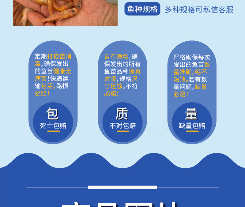 叉尾鮰鱼苗红叉尾鮰鱼苗正品保证百万现货全国供应