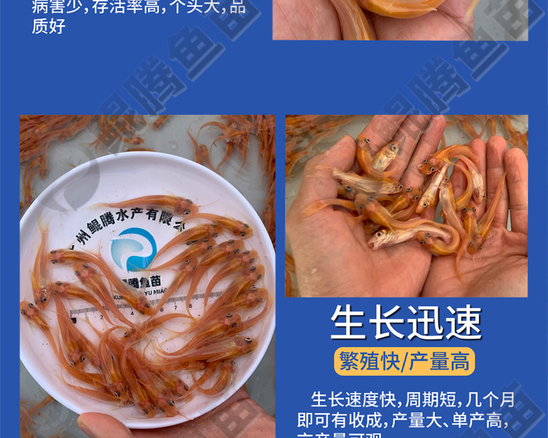 叉尾鮰鱼苗红叉尾鮰鱼苗正品保证百万现货全国供应