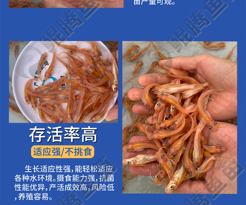 叉尾鮰鱼苗红叉尾鮰鱼苗正品保证百万现货全国供应