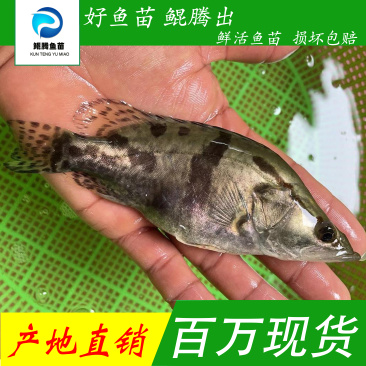 桂花鱼苗鳜鱼苗鲲腾好苗百万现货全国供应