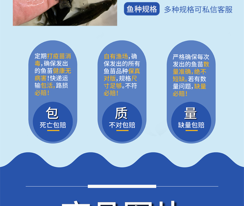 桂花鱼苗鳜鱼苗鲲腾好苗百万现货全国供应
