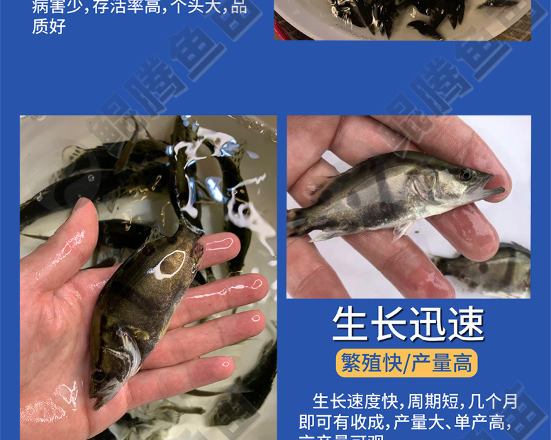 桂花鱼苗鳜鱼苗鲲腾好苗百万现货全国供应